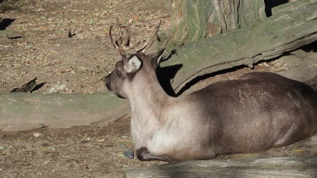 Reeves muntjac (Muntiacus reevesi) resting