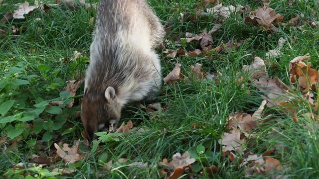 White-nosed Coati - Nasua narica, known as the coatimundi