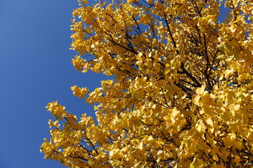 Golden yellow leafage of apricot tree against blue sky