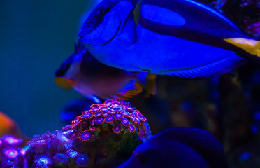 live corals in a large marine aquarium