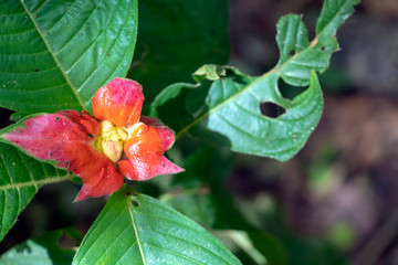Naklejka na ściany i meble Blurred nature background with red tropical flower : Hot Lips Flower, Psychotria poeppigiana