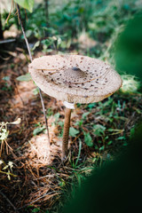 The parasol mushroom (Macrolepiota procera or Lepiota procera) found in a pine wood. Mushrooms growing in the grass in the Autumn forest in the moss. Edible mushroom with copy space. Mushrooming.