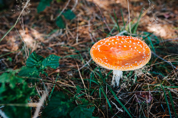 Amanita muscaria - inedible mushroom found in a pine wood. Fly agaric, amanita. poisonous mushrooms growing in the grass in the Autumn forest in the moss.  Mushrooming with copy space.