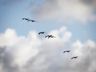 Silhouette and photos of birds flying