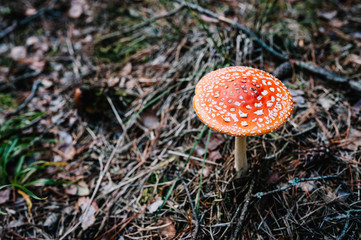Amanita muscaria - inedible mushroom found in a pine wood. Fly agaric, amanita. poisonous mushrooms growing in the grass in the Autumn forest in the moss.  Mushrooming with copy space.