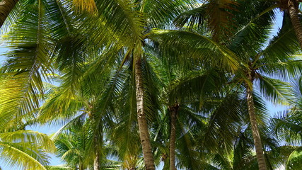 Fototapeta premium palm leaves in the wind