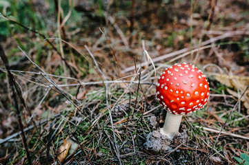 Amanita muscaria - inedible mushroom found in a pine wood. Fly agaric, amanita. poisonous mushrooms growing in the grass in the Autumn forest in the moss.  Mushrooming with copy space.