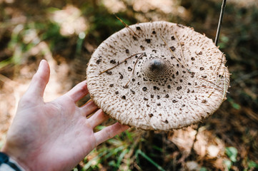 The parasol mushroom (Macrolepiota procera or Lepiota procera) found in a pine wood in the hands of a man. Mushrooms growing in the grass in the Autumn forest in the moss. Mushrooms picker. gathering.