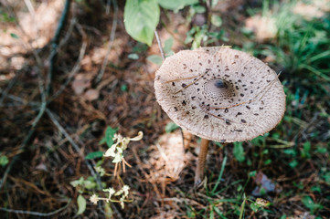 The parasol mushroom (Macrolepiota procera or Lepiota procera) found in a pine wood. Mushrooms growing in the grass in the Autumn forest in the moss. Edible mushroom with copy space. Mushrooming.