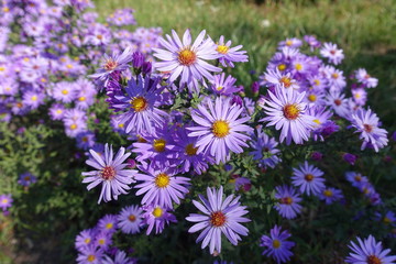 Bright violet flowers of Symphyotrichum dumosum in October