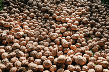 Walnuts background, texture. Harvest. Whole walnut, healthy organic food concept. Side view.