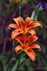  Close-up shot of bright orange lilies with a blurred background.
