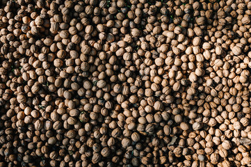 Walnuts background, texture. Harvest. Whole walnut, healthy organic food concept. Top view. View above. flat lay.