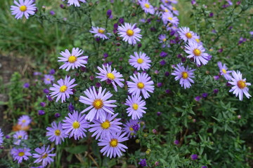 Fototapeta premium Lavender colored flower heads of Symphyotrichum dumosum