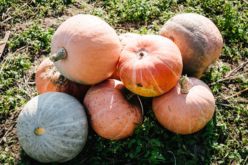 Diverse assortment of pumpkins in the field at sunset. Autumn harvest. Celebrating happy...