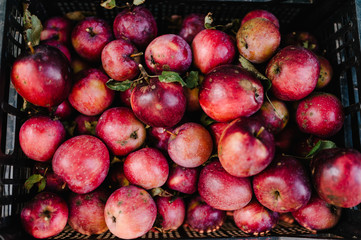 Freshly harvested juicy flavorful red apples in plastic crates. Apple in box in the store. Free space for text . Flat lay. Top view.