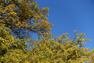 Autumn foliage of mulberry tree against blue sky