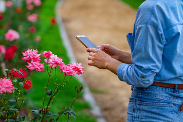 Naklejka na ściany i meble A tourist takes a photo of a pink roses on his phone while walking in a city park. Gardening and beautification of the city