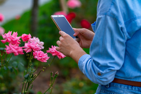 A tourist takes a photo of a rose on his phone while walking in a city park. Gardening and beautification of the city