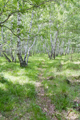 birch grove of Russia