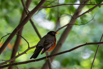 American robin