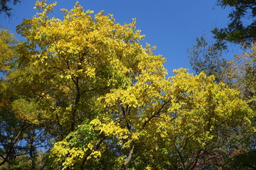 Fototapeta premium Vibrant yellow autumn foliage of mulberry tree