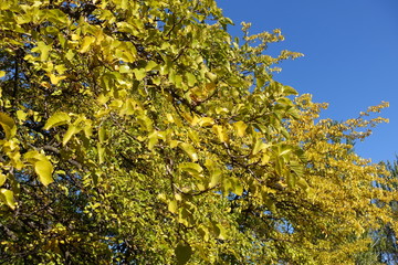 Yellow leaves of mulberry against blue sky in autumn