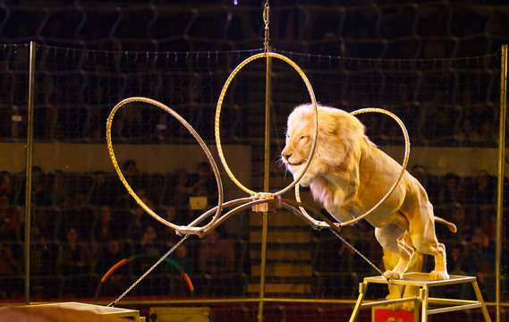 performance of a trainer of lions in a circus
