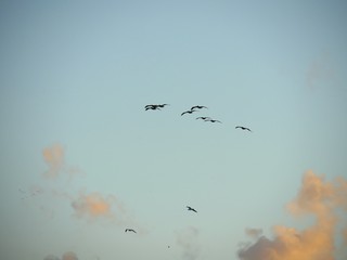 Silhouette and photos of birds flying