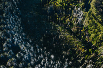 Cormorants Colony In Lithuanian Forest