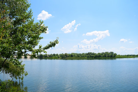 Tree near a large lake in nature. Summer landscape.