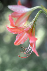 Spot focus Close-up, Pollen Pink Hippeastrum Blurred bokeh as background In the natural garden in the daytime.