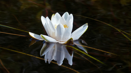 Water lily on a dark water