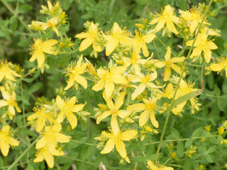  Echtes Johanniskraut (Hypericum perforatum)