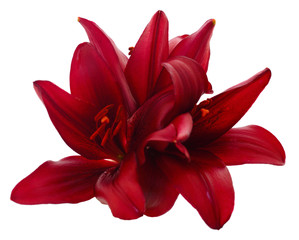 Three red lily.