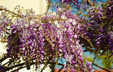 Blooming bunch of lilac wisteria close up. Purple flowers against a white wall and blue sky....