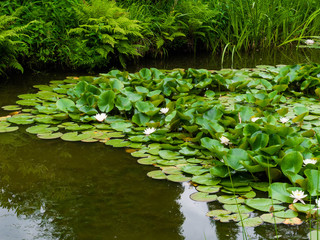 pond landscape with reflecting water and water lilly's