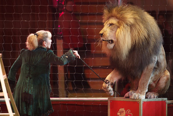 performance of a trainer of lions in a circus.