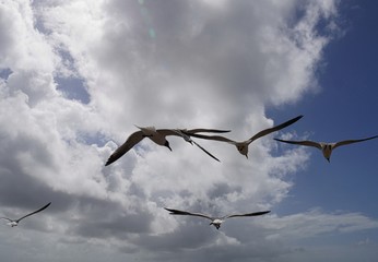 Silhouette and photos of birds flying
