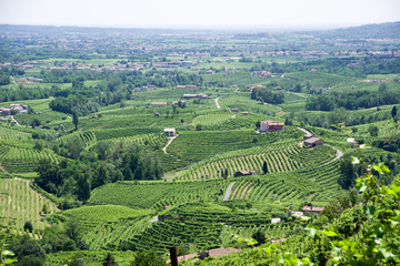 Treviso, Italy, 06/23/2019, View of the  Conegliano area famous for the production of prosecco wine, from the Col Vetoraz hill. Here the cultivation is 100% vineyard.