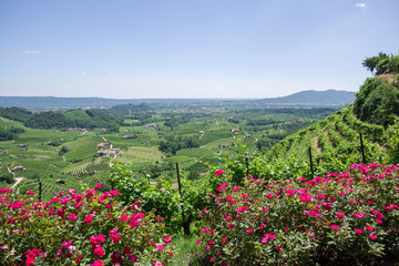Fototapeta na wymiar Treviso, Italy, 06/23/2019, View of the Conegliano area famous for the production of prosecco wine, and the Col Vetoraz hill. Here the cultivation is 100% vineyard.