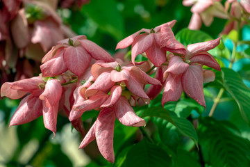 Blurred nature background with Mussaenda philippica flowers grows as a shrub or small tree, Native to the Philippines