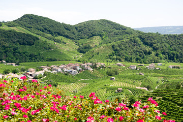 Treviso, Italy, 06/23/2019, View of the  Conegliano area famous for the production of prosecco wine, from the Col Vetoraz hill. Here the cultivation is 100% vineyard.