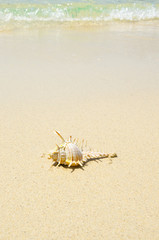 una conchiglia bella sulla spiaggia di phi phi island, kho poda, tailandia