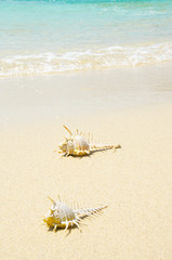 una bella conchiglia sulla sabbia