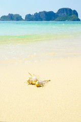 Fototapeta na wymiar conchiglie sulla sabbia vicino all'oceano