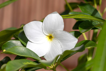 Natural background with white plumeria flowers close up in the garden of exotic tropical flora
