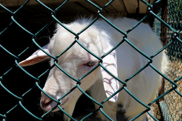 Goat in the cage  on a farm 