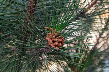 Green pine branches with cones at sunset. Pine forest, clean air, Ozone. The concept of environmental problems .