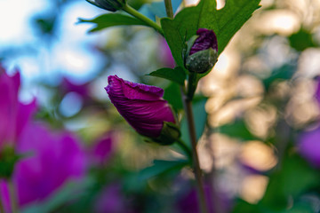 Beautiful pink and white hedge flowers in the sunset. Buds of blooming flowers , enjoying flowers , fragrant smell.